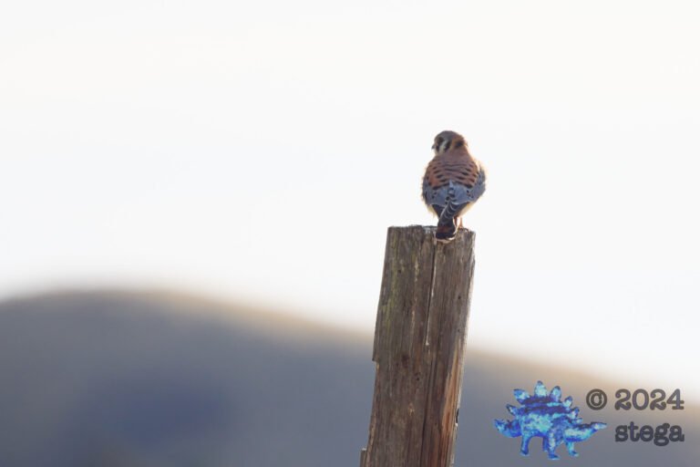 American Kestrel