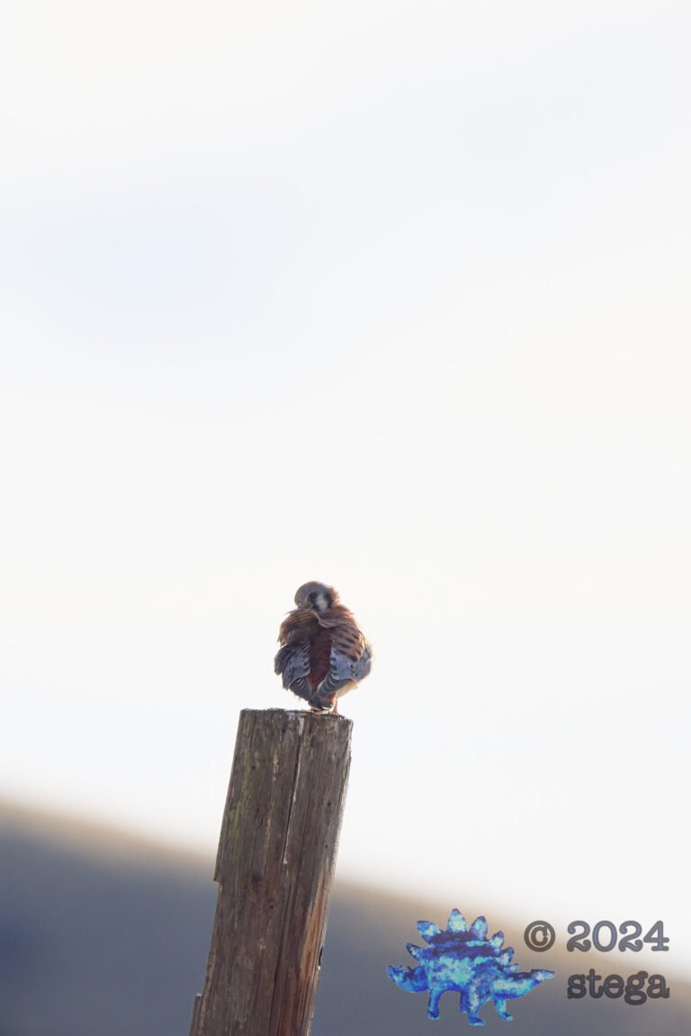 American Kestrel