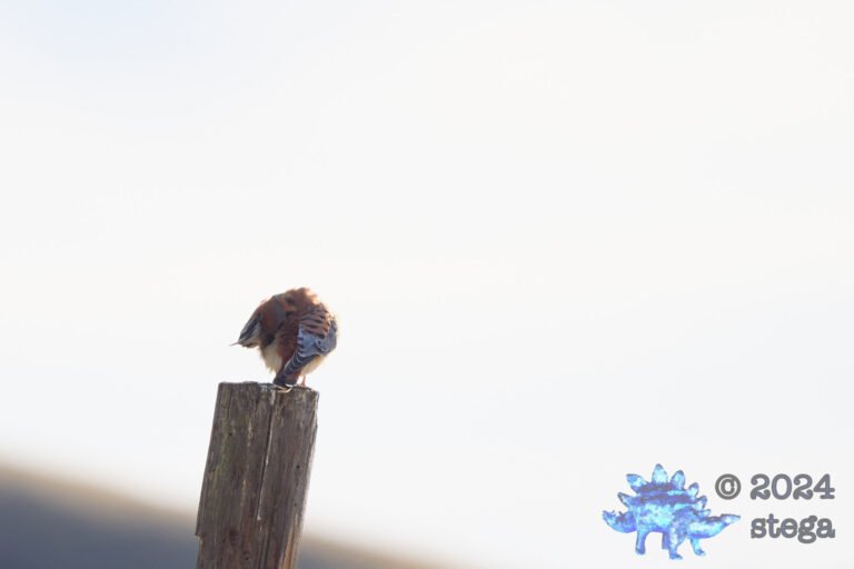 American Kestrel