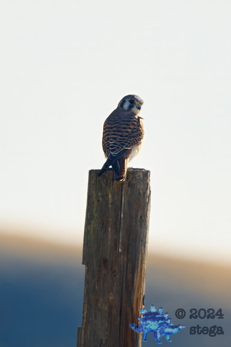 American Kestrel
