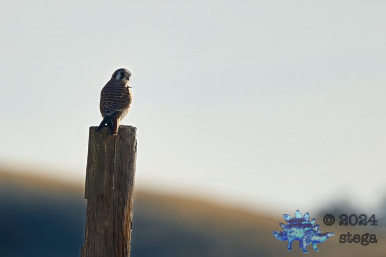 American Kestrel
