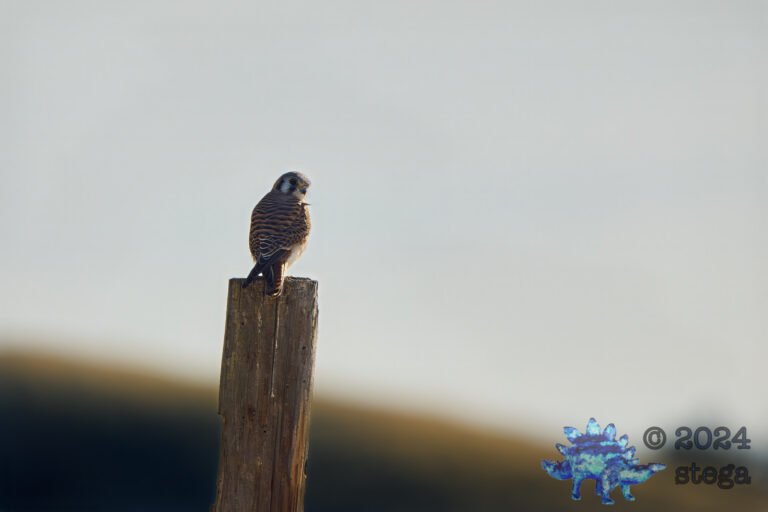 American Kestrel