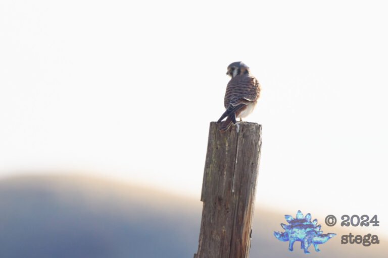 American Kestrel