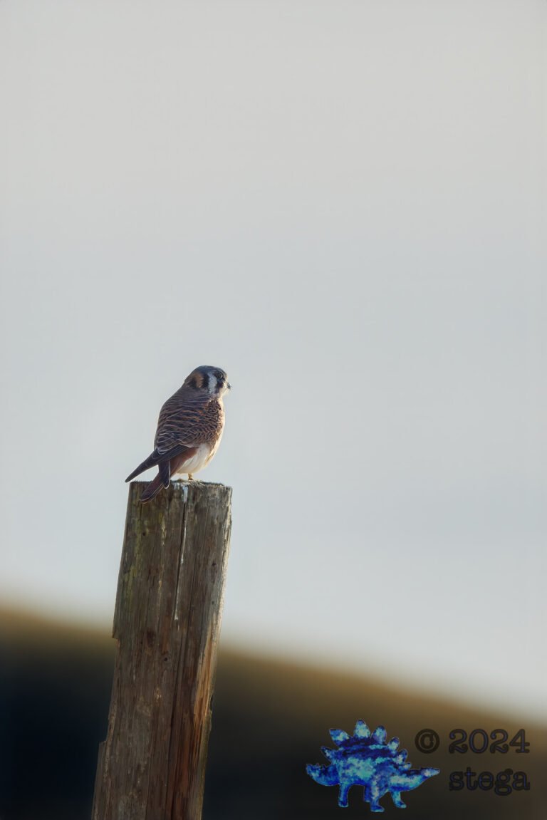 American Kestrel