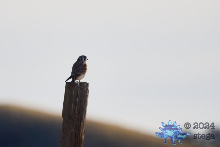 American Kestrel