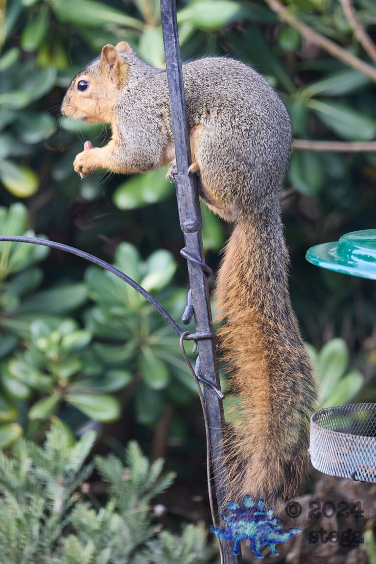 Fox Squirrel