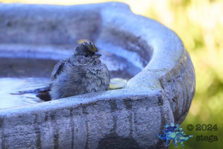 Gold-Crowned Sparrow