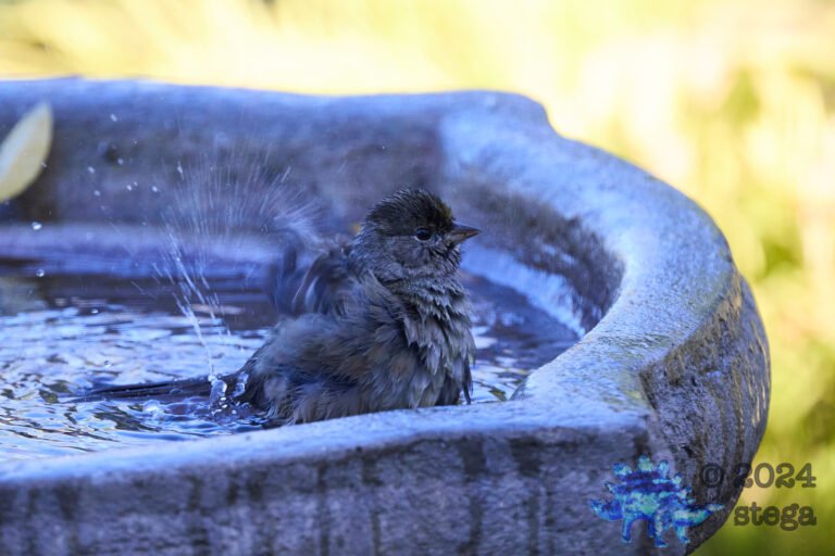 Gold-Crowned Sparrow