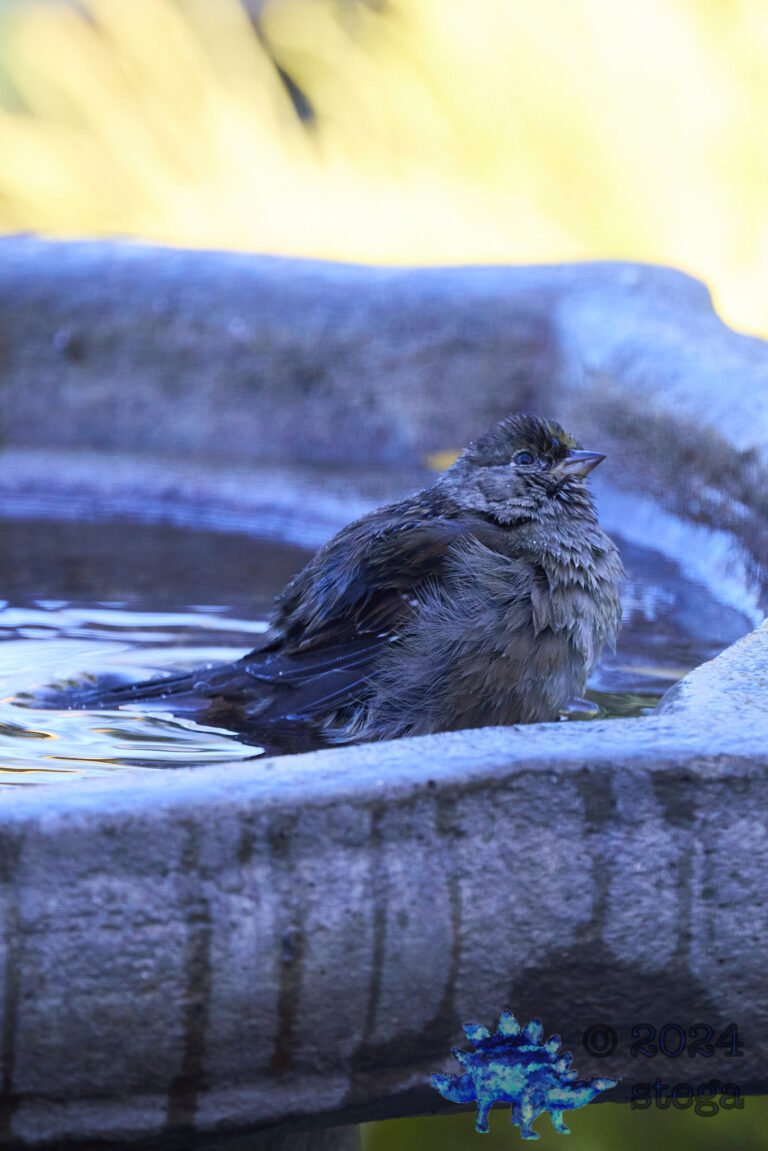 Gold-Crowned Sparrow