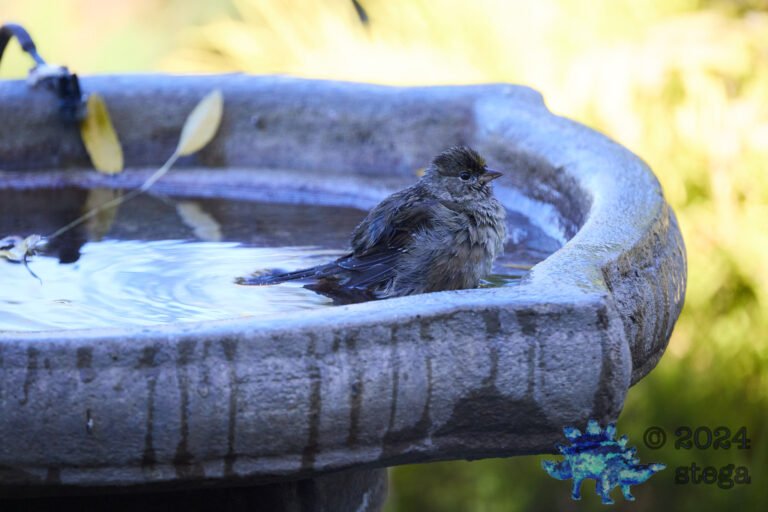 Gold-Crowned Sparrow