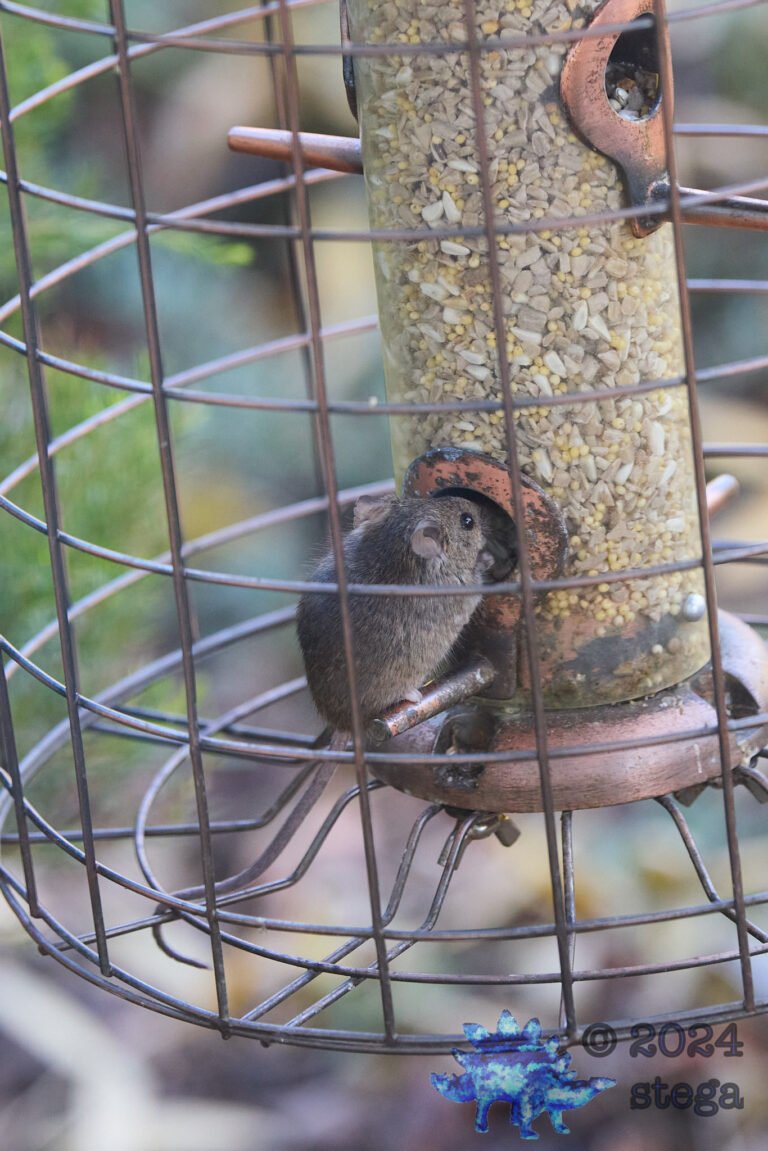 Rodent