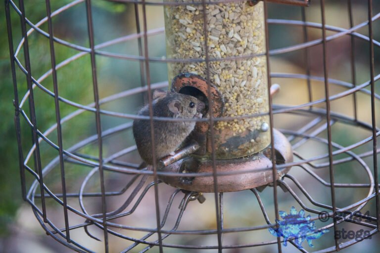 Rodent