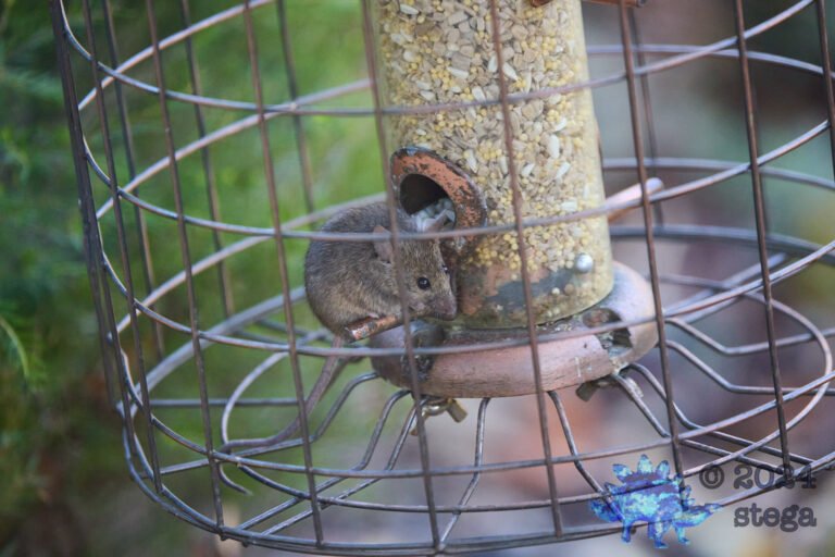 Rodent