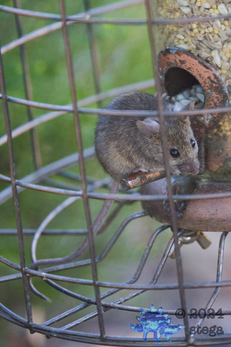 Rodent