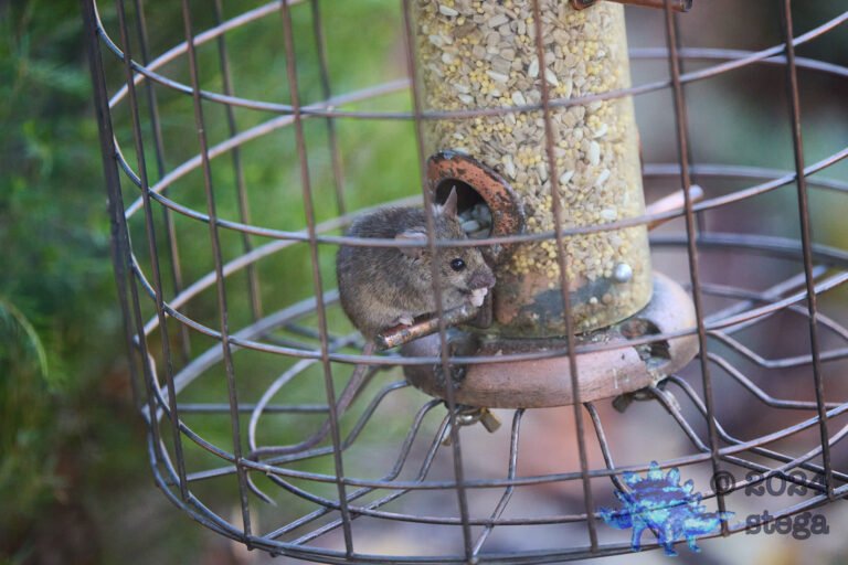 Rodent