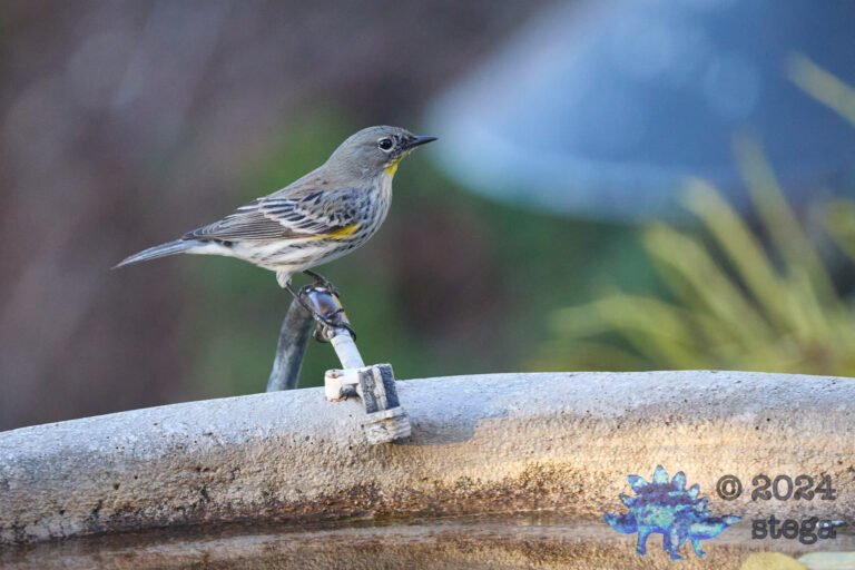 Yellow-rumped Warbler
