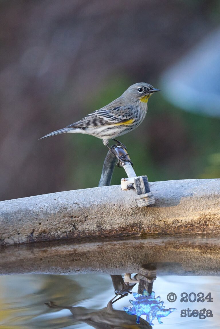 Yellow-rumped Warbler
