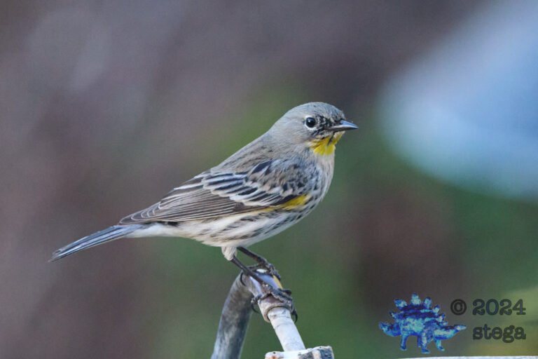 Yellow-rumped Warbler