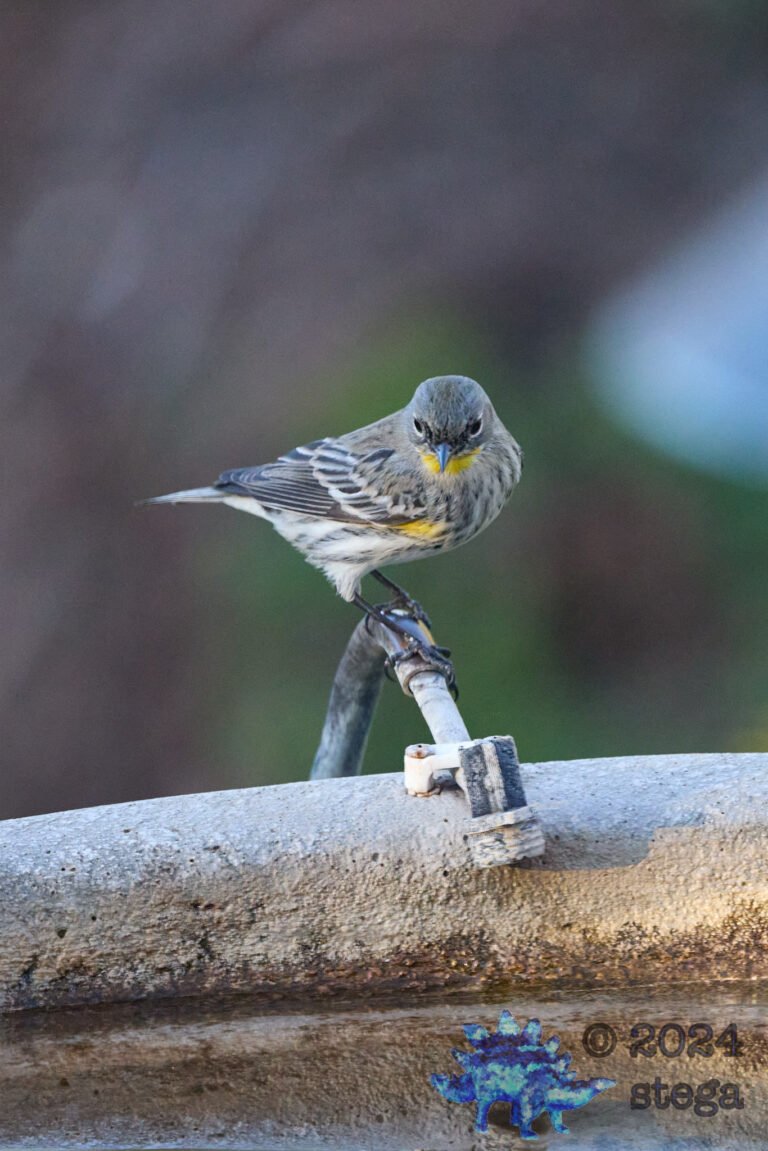 Yellow-rumped Warbler