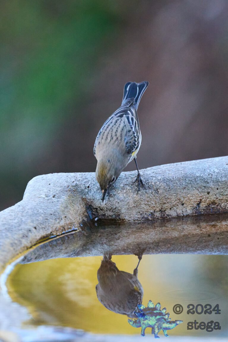 Yellow-rumped Warbler