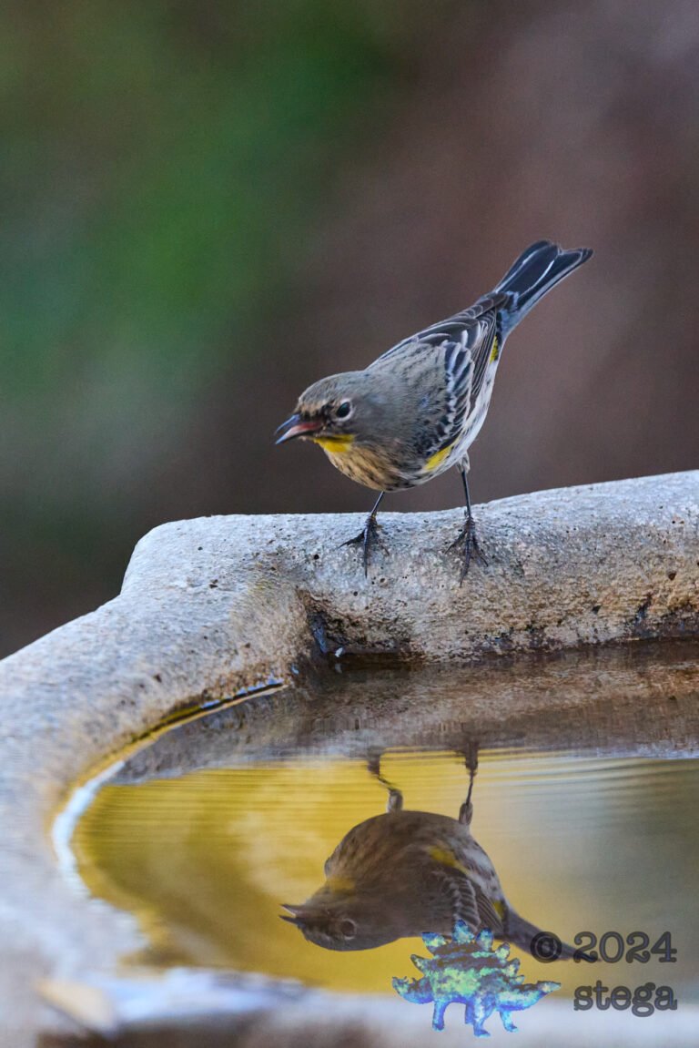 Yellow-rumped Warbler