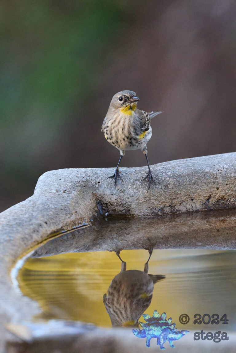 Yellow-rumped Warbler