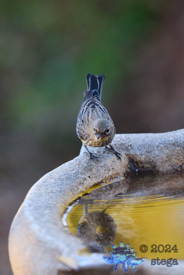 Yellow-rumped Warbler