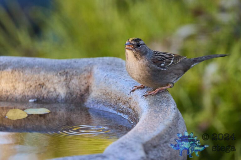Gold-Crowned Sparrow