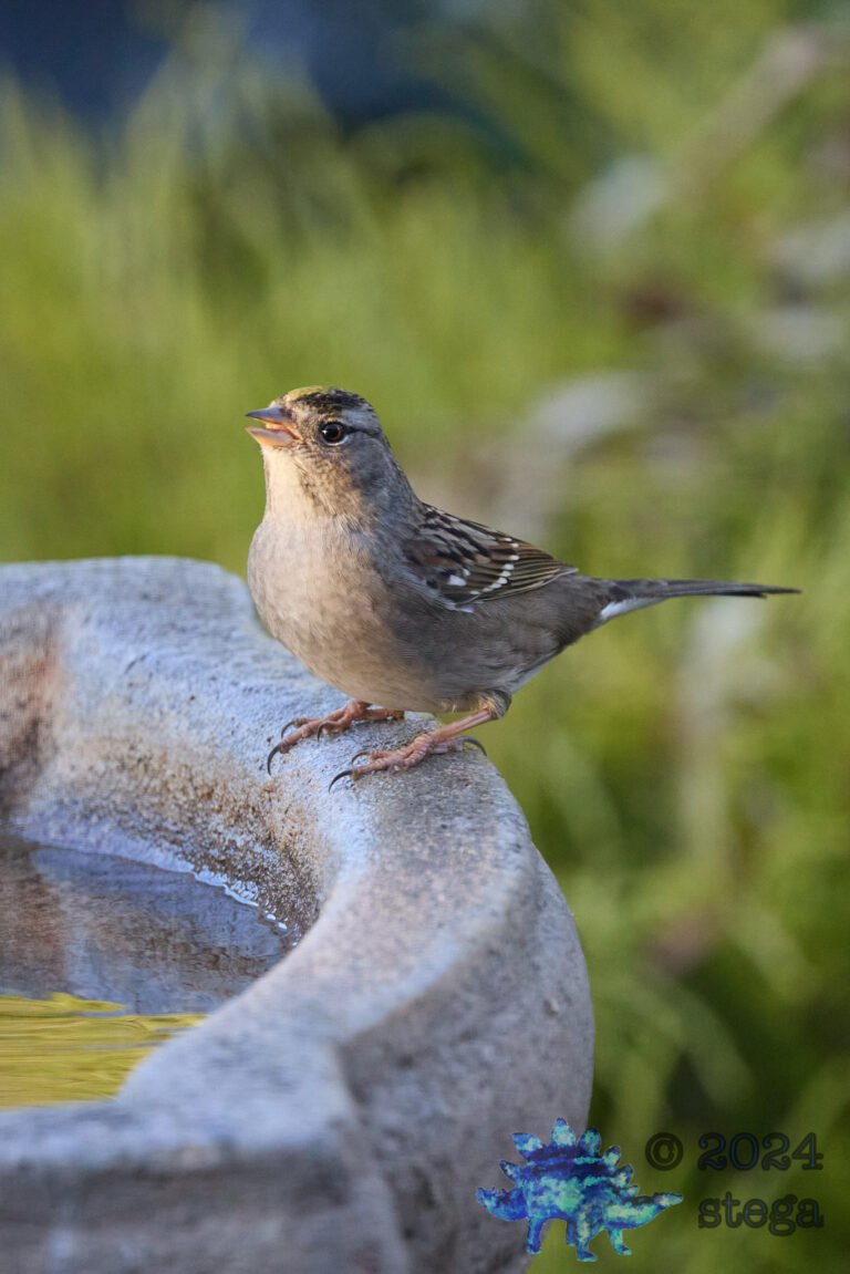Gold-Crowned Sparrow