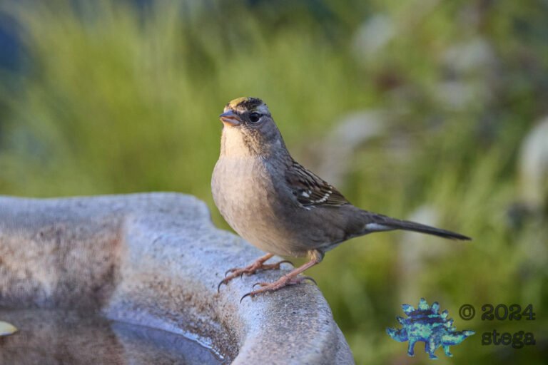 Gold-Crowned Sparrow