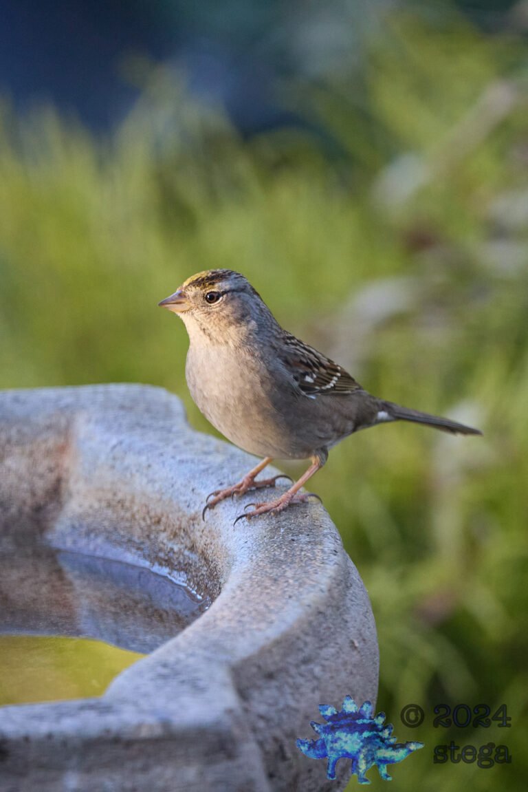 Gold-Crowned Sparrow