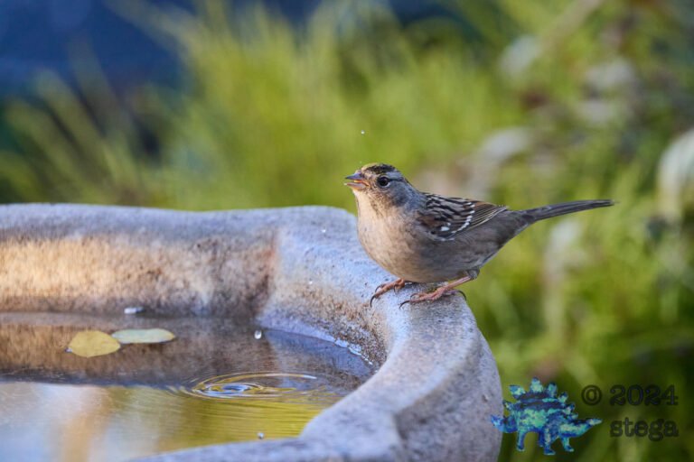 Gold-Crowned Sparrow