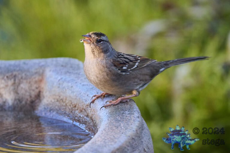 Gold-Crowned Sparrow