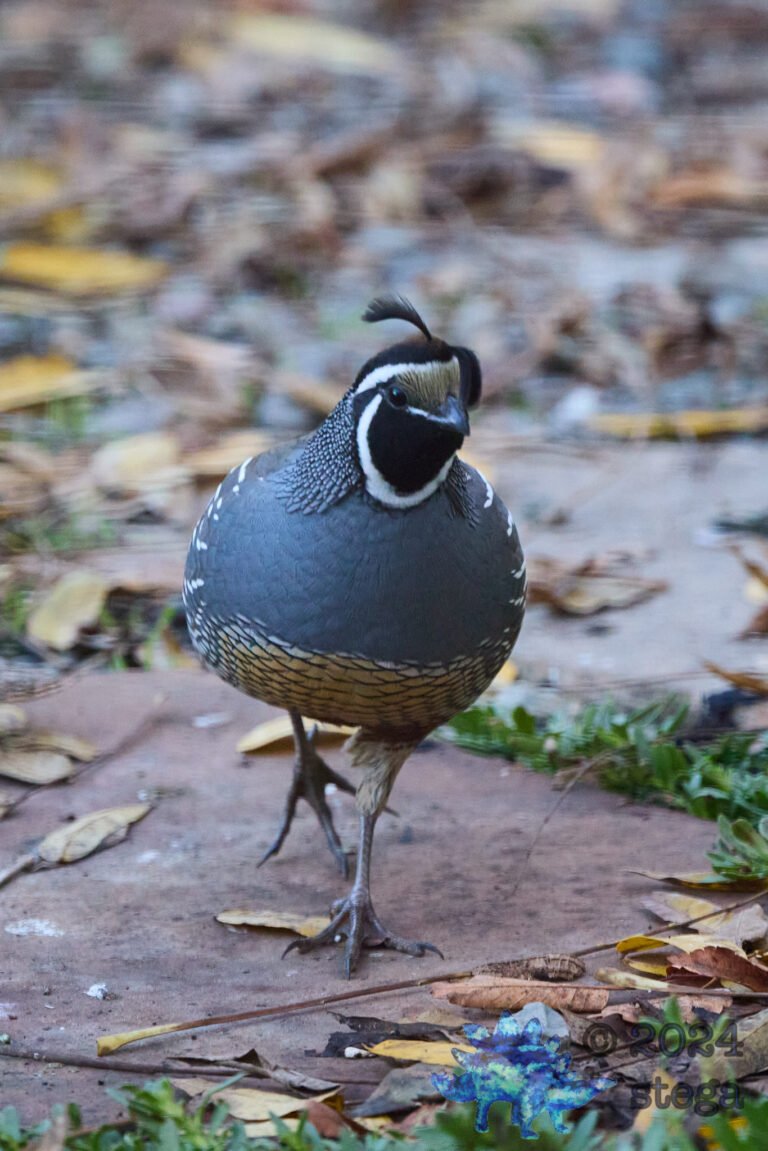 California Quail