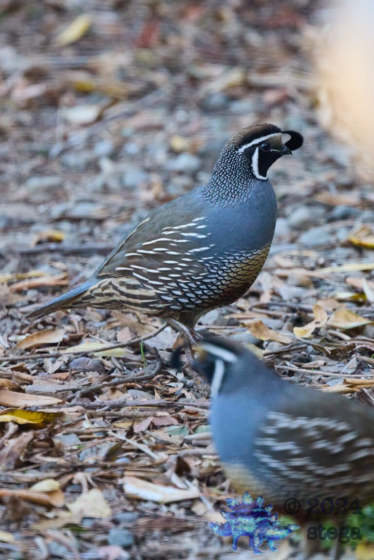 California Quail