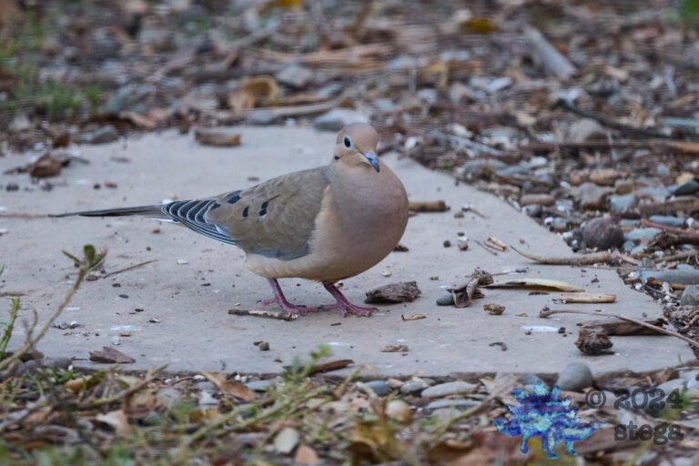 Mourning Dove
