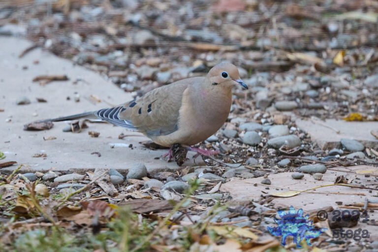 Mourning Dove