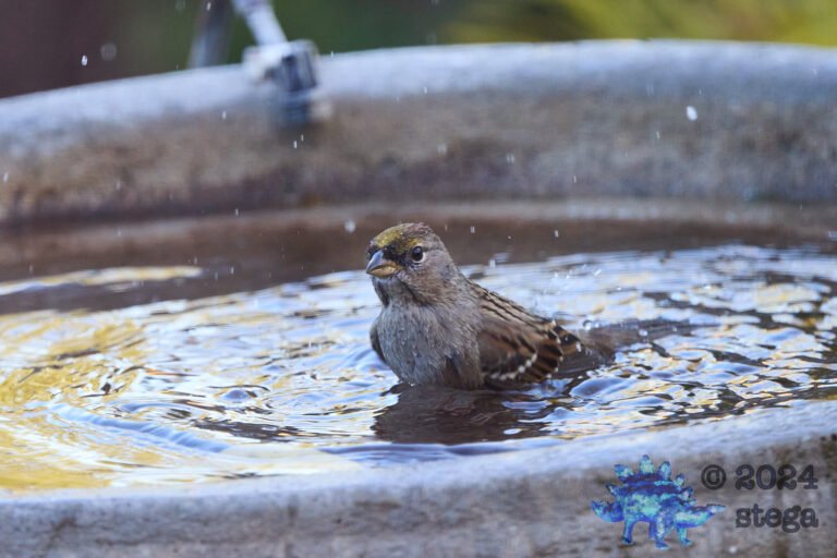 Gold-Crowned Sparrow