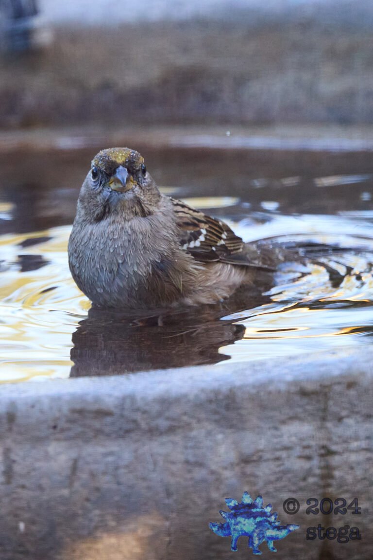 Gold-Crowned Sparrow