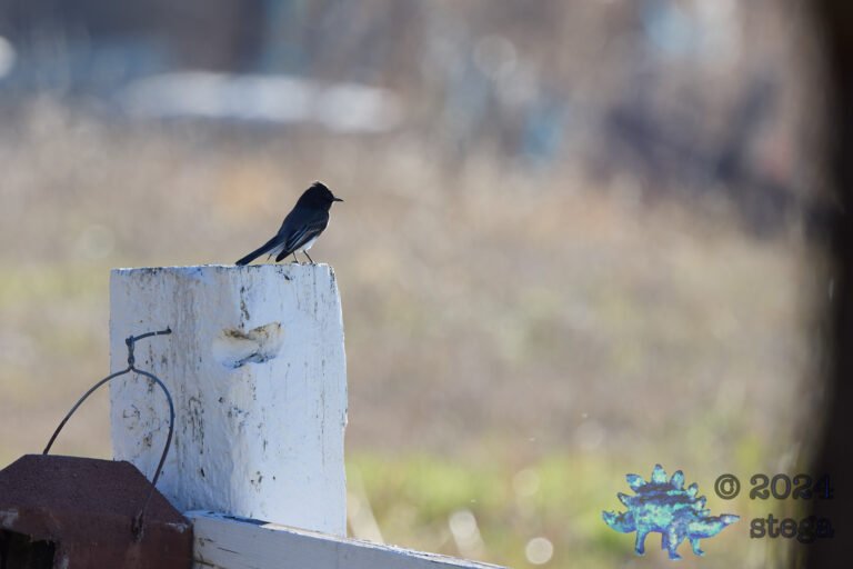 Black Phoebe