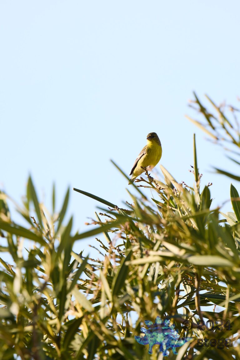 Lesser Goldfinch