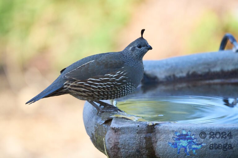 California Quail