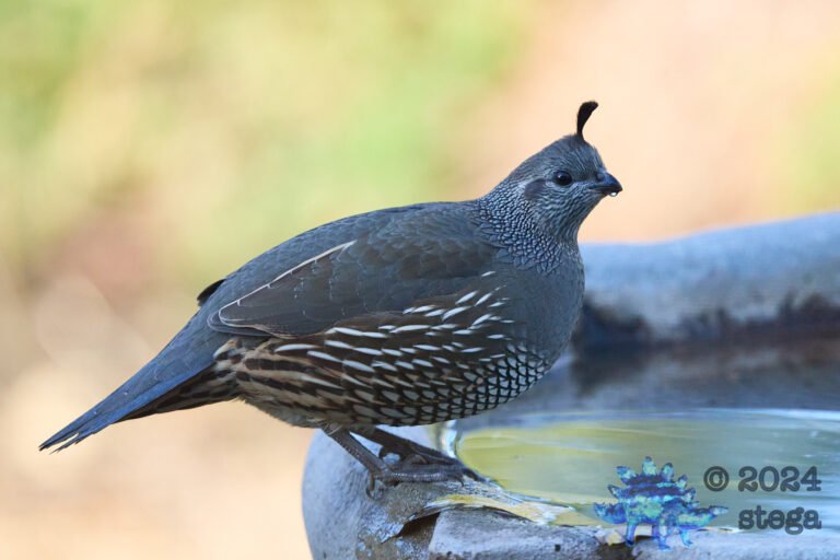California Quail