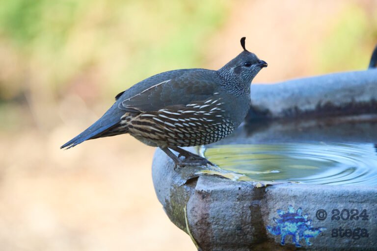 California Quail