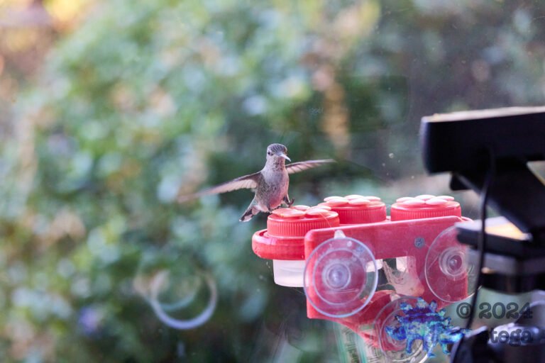 Anna’s Hummingbird