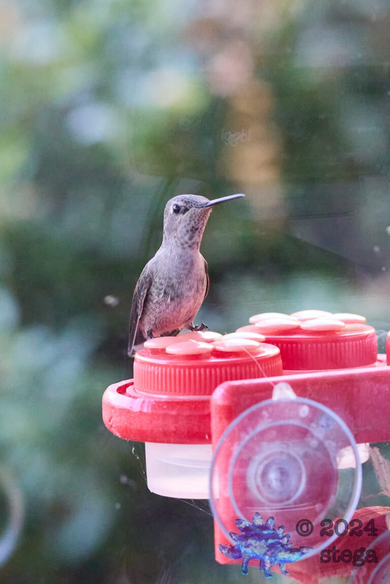 Anna’s Hummingbird