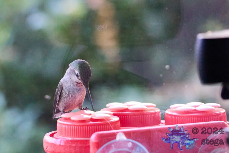 Anna’s Hummingbird