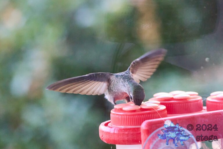 Anna’s Hummingbird