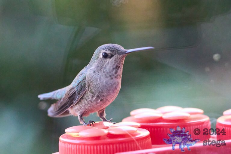 Anna’s Hummingbird