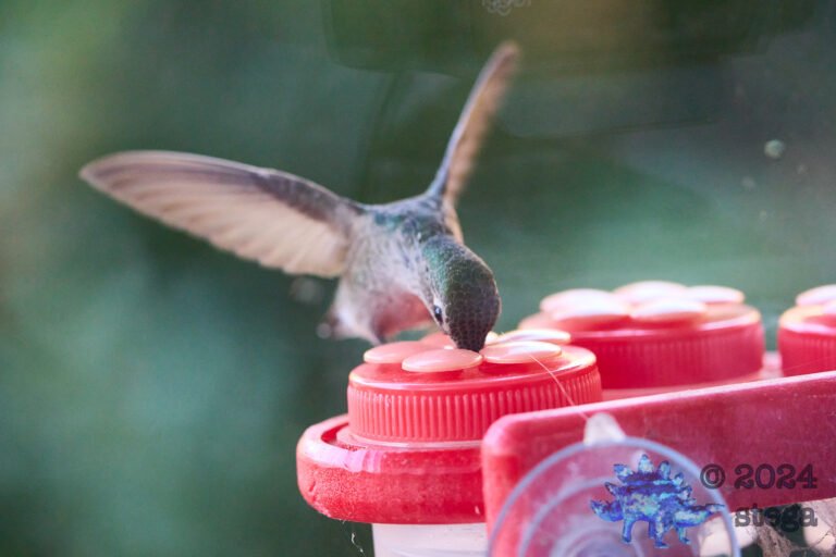 Anna’s Hummingbird